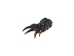 Dried Red Ear Turtle Foot - 21-100-AS (Y2DC02)