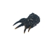 Dried Red Ear Turtle Foot - 21-100-AS (Y2DC02)