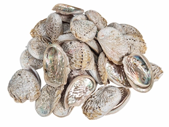 Lightly Cleaned African Abalone Shell (50-Pack) 