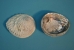 African Abalone Shell: Natural Color: 5" to 5.5" - 220-10-1314 (Y3DRC)