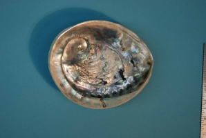 African Abalone Shell: Natural Color: 5.5" to 6" 
