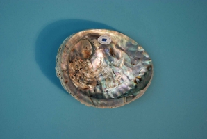 African Abalone Shell: Natural Color: 6" to 6.5" 