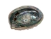 African Abalone Shell: Natural Color: 7.5"+ - 220-10-19+ (Y3DXX)