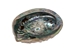 African Abalone Shell: Natural Color: 7.5"+ - 220-10-19+ (Y3O)