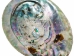 African Abalone Shell: Natural Color: 7.5"+ - 220-10-19+ (Y3DXX)