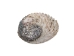 African Abalone Shell: Natural Color: 7.5"+ - 220-10-19+ (Y3DXX)