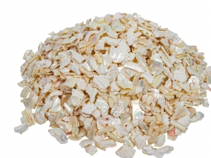 African Abalone Pieces: 6 to 12 mm: Creamy White (kg) 