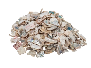 African Abalone Pieces: 12 to 19 mm: Bleached White (kg) 