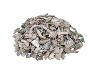 African Abalone Pieces: 12 to 19 mm: Natural Color (kg) 