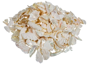 African Abalone Pieces: 19+ mm: Creamy White (kg) 