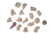 African Abalone Pieces: 25 mm: Creamy White (kg) - 220-TP-25-CR (Y3E)