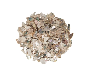 African Abalone Pieces: 25 mm: Creamy White (kg) 