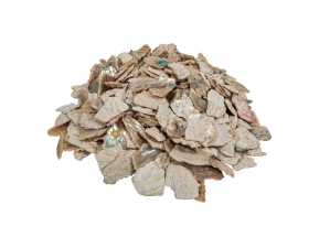 African Abalone Pieces: 25 mm: Light Creamy (kg) 