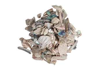 African Abalone Pieces: Natural Color (100 g) 
