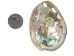Polished Mexican Red Abalone Shell: 2" to 3" - 221-23RP (Y1MC11)