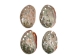 Polished Mexican Red Abalone Shell: 2" to 3" - 221-23RP (Y1MC11)