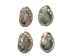 Polished Mexican Red Abalone Shell: 2" to 3" - 221-23RP (Y1MC11)