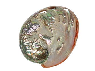 Polished Mexican Red Abalone Shell: 2" to 3" 