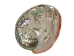 Polished Mexican Red Abalone Shell: 2" to 3" - 221-23RP (Y1MC11)