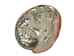 Polished Mexican Red Abalone Shell: 2" to 3" - 221-23RP (Y1M)