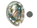 Polished Mexican Red Abalone: 3" to 4" - 221-34RP (Y1MC14)