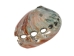 Polished Mexican Red Abalone: 3" to 4" - 221-34RP (Y1MC14)