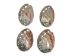 Polished Mexican Red Abalone: 3" to 4" - 221-34RP (Y1MC14)