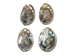 Polished Mexican Red Abalone: 3" to 4" - 221-34RP (B7)