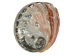 Polished Mexican Red Abalone: 3" to 4" - 221-34RP (Y1MC14)