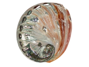 Polished Mexican Red Abalone: 3" to 4" 