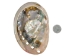Polished Mexican Red Abalone Shell: 5" to 6" - 221-56RP (Y1LC01)