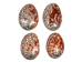 Polished Mexican Red Abalone Shell: 5" to 6" - 221-56RP (Y1LC01)