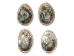 Polished Mexican Red Abalone Shell: 5" to 6" - 221-56RP (Y1LC01)
