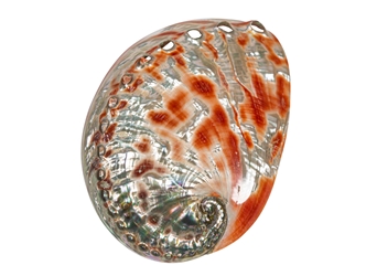 Polished Mexican Red Abalone Shell: 5" to 6" 