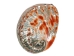 Polished Mexican Red Abalone Shell: 5" to 6" - 221-56RP (Y1LC01)