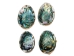 Mexican Green Abalone Shell: 7" to 8" - 221-78G (Y3M)(Y3G-A1)