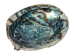 Mexican Green Abalone Shell: 7" to 8" - 221-78G (Y3M)(Y3G-A1)