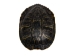 Red Ear Turtle Shell: 6" to 7" - 227-0607 (Y3LR-A3)