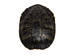 Red Ear Turtle Shell: 6" to 7" - 227-0607 (Y3O)