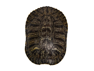 Red Ear Turtle Shell: 7" to 8" 