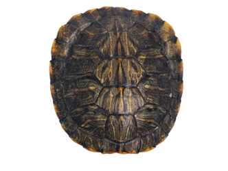 Red Ear Turtle Shell 2" to 3" 