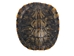 Red Ear Turtle Shell 2" to 3" - 227GS-0203 (10UBS)