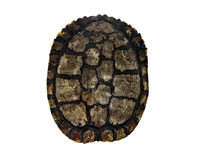 Red Ear Turtle Shell with a Block Pattern 5" to 6" 