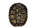 Red Ear Turtle Shell with a Block Pattern 5" to 6" - 227GS-0506B (10UBS)