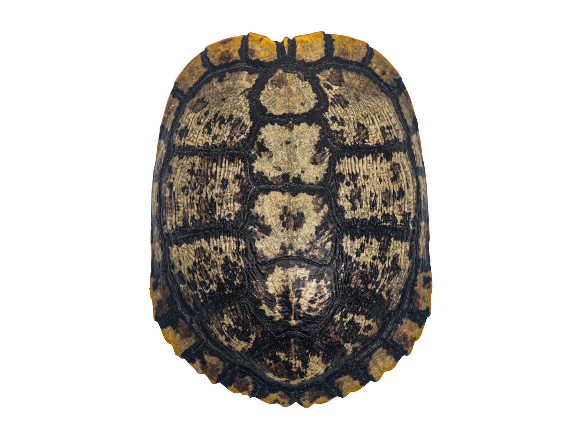 Red Ear Turtle Shell with a Block Pattern 6 to 7