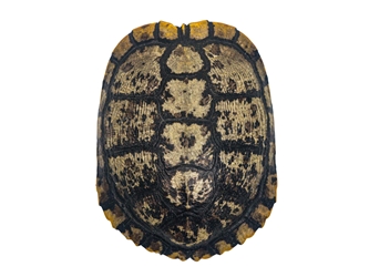 Red Ear Turtle Shell with a Block Pattern 6" to 7"  