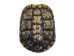 Red Ear Turtle Shell with a Block Pattern 6" to 7"  - 227GS-0607B (Y3KR-A1)