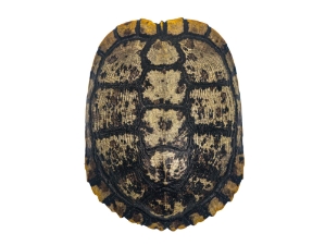 Red Ear Turtle Shell with a Block Pattern 6" to 7"  
