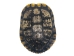 Red Ear Turtle Shell with a Block Pattern 7" to 8" - 227GS-0708B (Y3KR-A3)