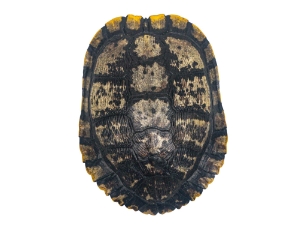 Red Ear Turtle Shell with a Block Pattern 7" to 8" 